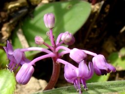 Ledebouria monophylla